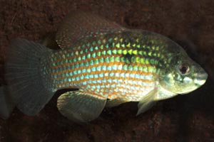 Jordanella floridae - American flagfish - The American flag fish is primarily vegetarian, grazing on algae