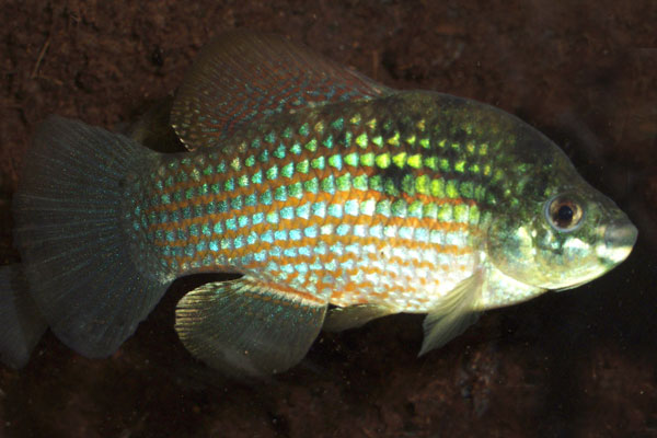 The American flag fish is primarily vegetarian, grazing on algae