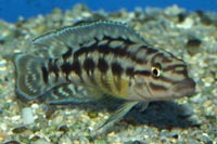 Julidochromis marlieri