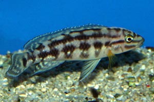 Julidochromis marlieri -  - Like all Julies, J. marlieri prefer a rocky aquarium with plenty of caves and crevices