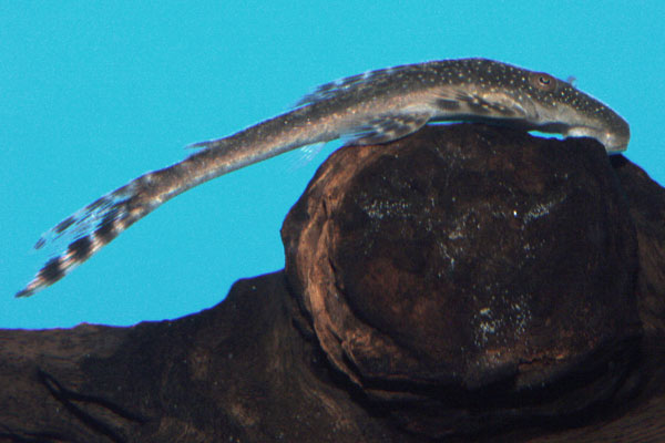 <I>Lasiancistrus tentaculatus</I>, L092, feeds by rasping on driftwood