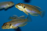 Lamprologus ocellatus