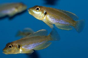 Lamprologus ocellatus - Gold shell-dwelling cichlid - Two splendid males