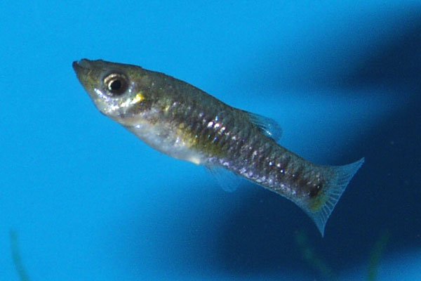 A female Limia melanogaster *blue*