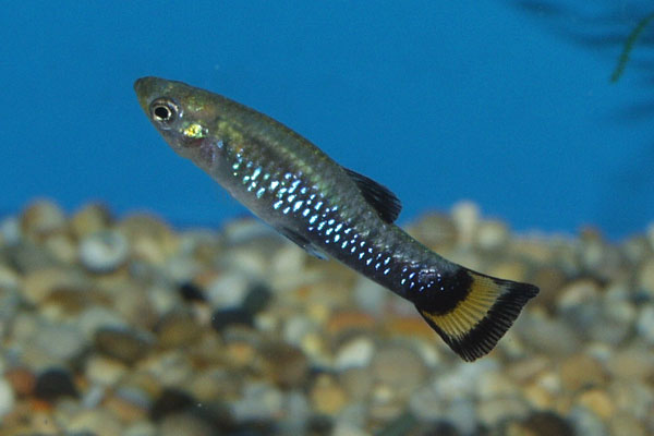 A male Limia melanogaster *blue*