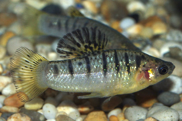 A male black-barred Limia 