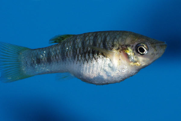 The female <I>Limia nigrofasciata</I> is larger and plumper than the male. Note also the smaller dorsal fin.