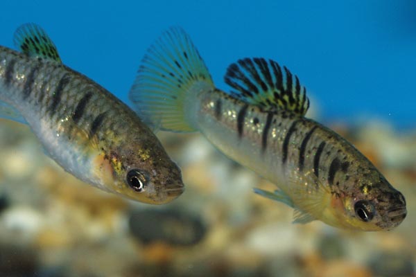 The male is noticeably smaller than female, but more intensely coloured