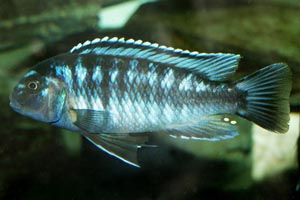 Melanochromis johanni - Johanni Mbuna - johanni males are considerably less aggressive than other Melanochronis species