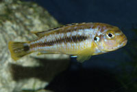Melanochromis johanni