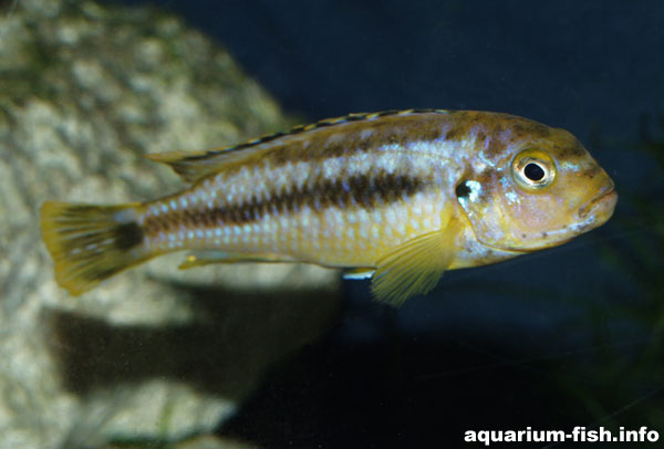 Female Melanochromis johanni have a largely yellow body and fins, unlike males of the species which are entirely black/blue