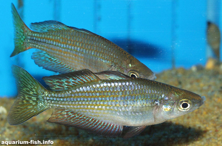 Two male <I>Melanotaenia papuae</I>