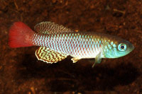 Nothobranchius palmqvisti