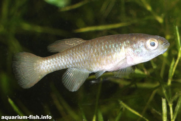 Female killifish are very often less colourful than males, and in the case of Nothobranchius, they are very drab indeed