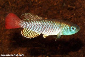 Nothobranchius palmqvisti - Palmqvists killifish - The Gezani strain of Nothobranchius palmqvisti