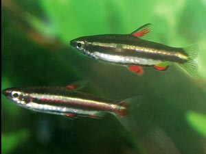 Nannostomus marginatus - Dwarf pencil fish - The Dwarf pencil fish