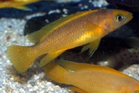 Neolamprologus leleupi