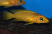 Setting up a Lake Tanganyika Cichlid Aquarium