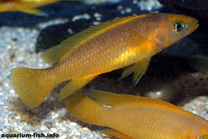 Neolamprologus leleupi - Lemon cichlid - The brilliantly coloured Lemon cichlid, <I>Neolamprologus leleupi</I> from Lake Tanganyika