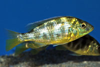 Nimbochromis venustus