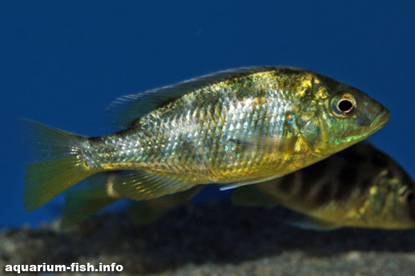 A younger Nimbochromis venustus without it