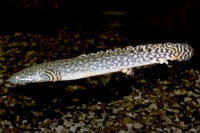 Polypterus ornatipinnis