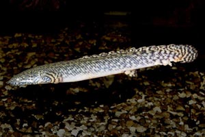 Polypterus ornatipinnis - Ornate bichir - The ornate bichir is a widely distributed African carnivore