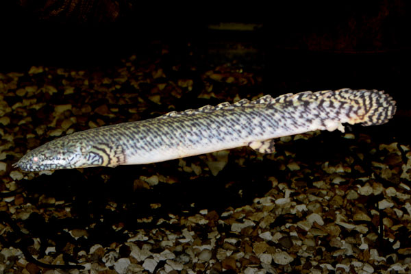 The ornate bichir is a widely distributed African carnivore