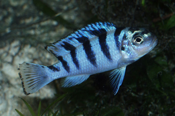 A young male, with typical blue colouration