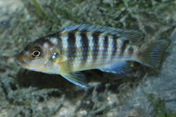 Females have a lot more yellow colouration
