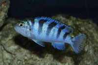 Pseudotropheus lombardoi