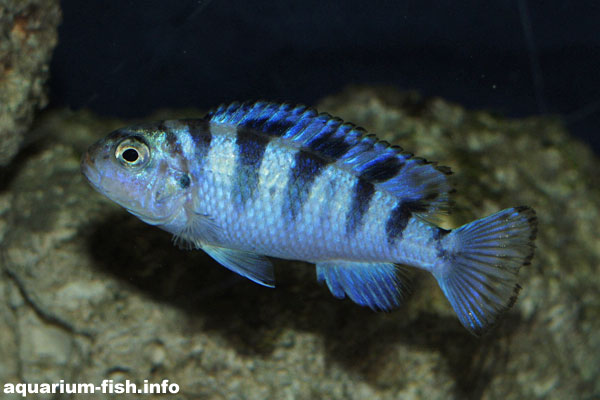 Like all Malawi mbuna species, <I>Pseudotropheus lombardoi</I> makes it