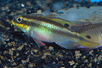 Pelvicachromis taeniatus