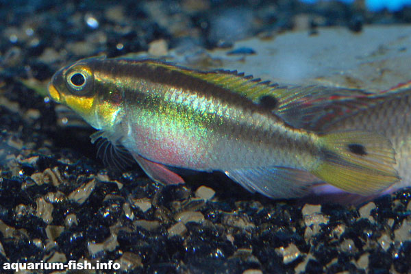 <I>Pelvicachromis taeniatus</I> female, from Lobe, Cameroon