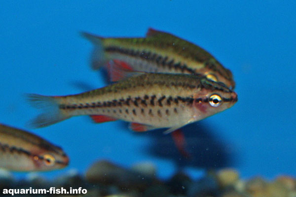 Female cherry barbs do not have the bright colouration of the males, just a stripe... but they do still have red fins