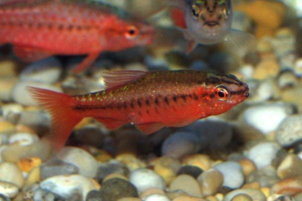 This male cherry barb demonstrates the intensity of colour of some males