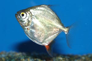 Myleus rubripinnis - Red finned silver dollar, Moon redhook - The red hook silver dollar. Rubripinnis means "red finned", as can be seen here.