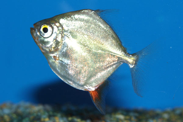 The red hook silver dollar. Rubripinnis means "red finned", as can be seen here.