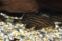 Panaque nigrolineatus 