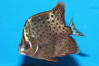 Scatophagus argus