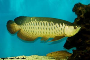 Scleropages formosus - Golden Arowana - A red-tailed golden Arowana