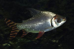 Semaprochilodus taeniurus - Silver prochilodus - This characin is probably too large for most home aquaria