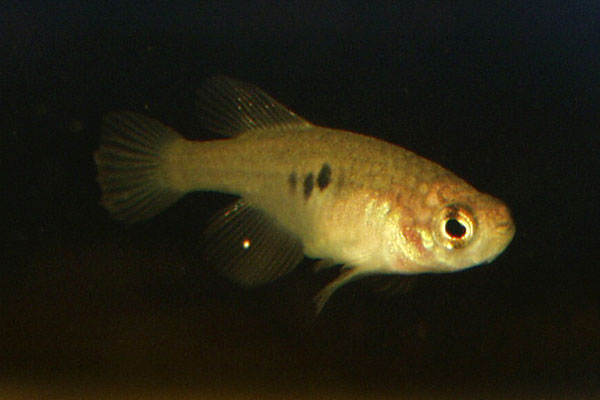 The female is colourless, with just black spots on her body, and no other patterning