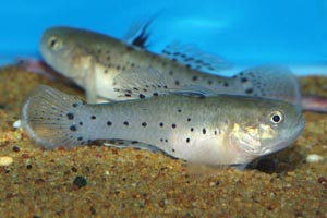 Stigmatogobius sadanunidio - Knight goby - Knight Goby