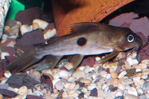 Synodontis notatus - One-spot catfish - The species name notatus refers to the spot on this fish