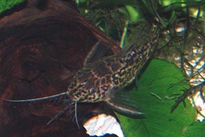 Synodontis schoutedeni - Jaguar catfish - The jaguar catfish