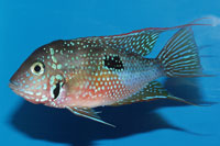 Thorichthys ellioti