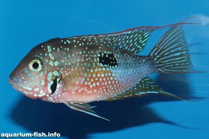 Thorichthys ellioti -  - A colourful male