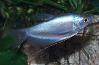 Trichogaster microlepis