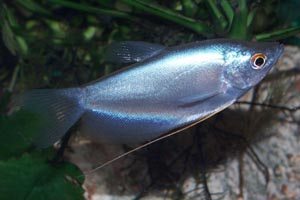 Trichogaster microlepis - Moonlight gourami - Microlepis means small scales (micro: small, lepis: scales)